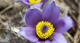 Pulsatilla grandis