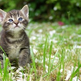 Kitten