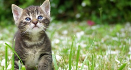 Filhote de gato