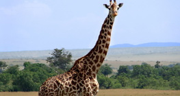 Girafa