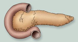 Pancreas