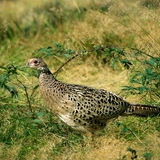 Faisán (hembra)