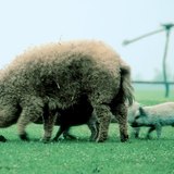 Mangalica