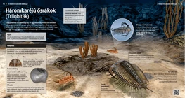 Los trilobites