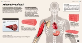 Los tejidos musculares