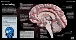El cerebro humano