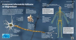 El sistema nervioso