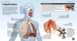 El sistema respiratorio