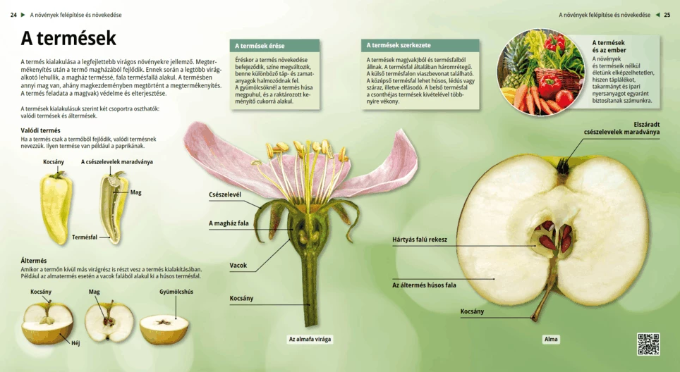 Types of Fruits