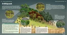 Los tipos de bosques