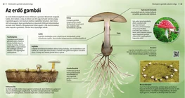 Las setas del bosque