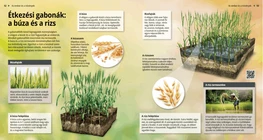 Los cereales: el trigo y el arroz