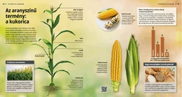 El cultivo dorado: el maíz
