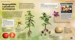 Las solanáceas: el tomate y la patata