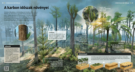 La flora carbonífera