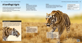 El tigre dientes de sable