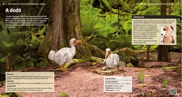 El dodo