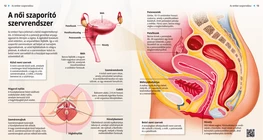 El sistema reproductor femenino