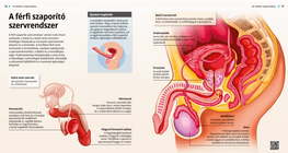 El sistema reproductor masculino