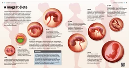 La vida prenatal
