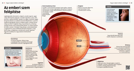 La estructura del ojo humano