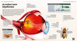 El mecanismo de la visión