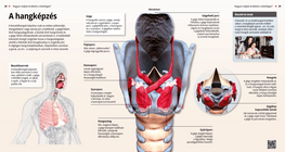 La producción de la voz