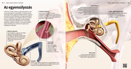 El sentido del equilibrio