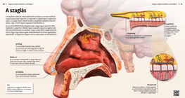 El mecanismo del olfato