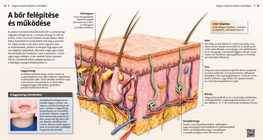 La anatomía y el funcionamiento de la piel
