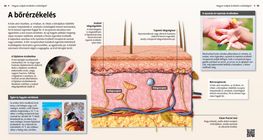 Los sentidos cutáneos