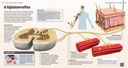 El reflejo de flexión
