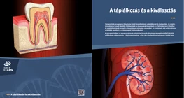 La digestión y la excreción