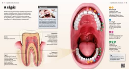 La dentadura humana