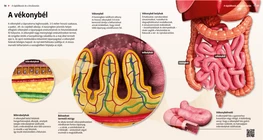 El intestino delgado