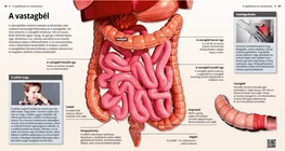 El colon