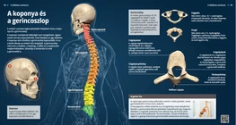 El cráneo y la columna vertebral