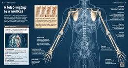 El tórax y el miembro superior