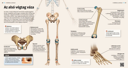 Los huesos del miembro inferior