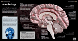 El cerebro humano
