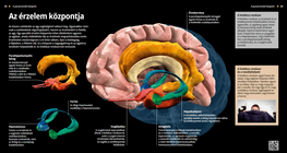 El centro de las emociones