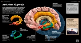 El centro de las emociones