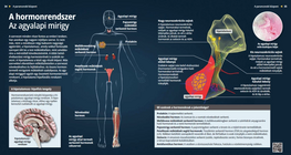El sistema hormonal La glándula pituitaria