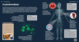 El sistema linfático