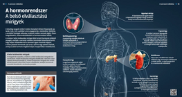 El sistema hormonal Las glándulas endocrinas
