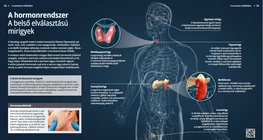 El sistema hormonal Las glándulas endocrinas