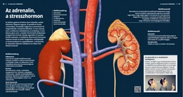 La glándula suprarrenal