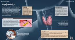 La glándula tiroides