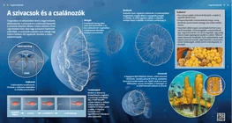 Las esponjas y los cnidarios, unos organismos simples