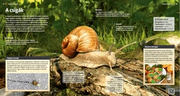 Los caracoles, criaturas lentas y viscosas